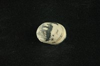 藏品(花斑蜑螺 )的圖片